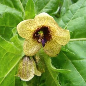 black henbane flower, yellow with purple veins