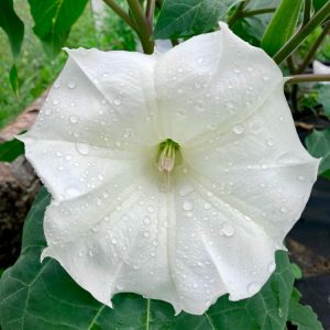 Close up photo of datura inoxia flower covered in dew
