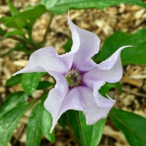datura-stramonium-flower-essence