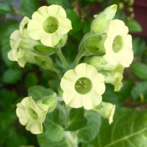 tobacco-flower-essence