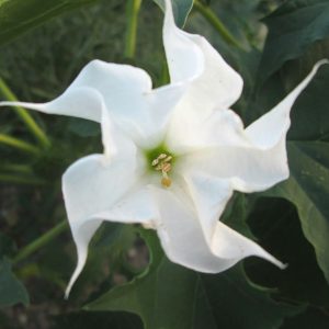 photo of an open datura stramonium flower