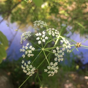 Water Hemlock (Release Fear)
