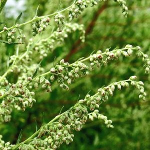 Mugwort herb in flower
