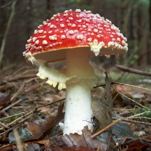 The Folklore of Fungi