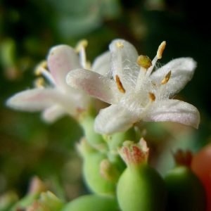 Snowberry (Resist & Persist)