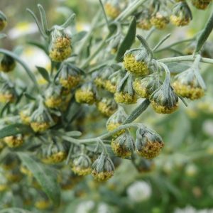 Wormwood herb in flower