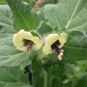 white-henbane-seeds