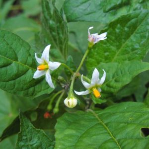 photo of eastern black nightshade with smooth green leaves and small white star-shaped flowers with protruding yellow stamens