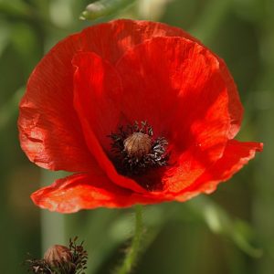 photo of red corn poppy flower in the sunlight