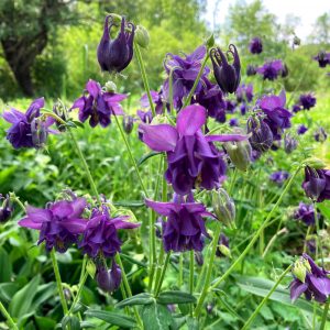 columbine-flowers