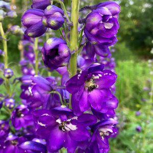 delphinium-flowers