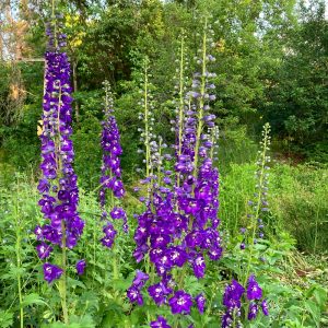 delphinium-flowers