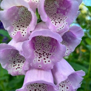 foxglove-flowers