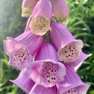 Foxglove (Heart Strengthener)