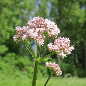 Close up photo of valerian flowers