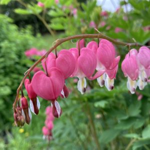Picture of bleeding heart flowers in a garden