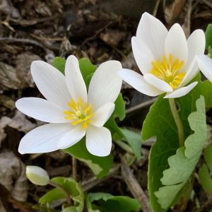 bloodroot