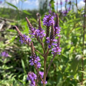 Photo of blue vervain flowers in the wild