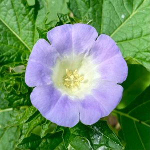 nicandra-flower-essence