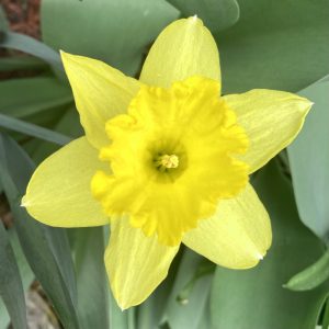 Close up photo of a yellow daffodil flower