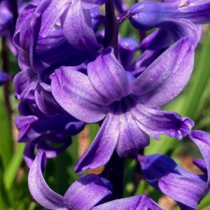 blue-violet-hyacinth-flowers