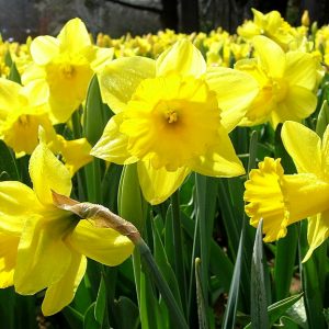 daffodil