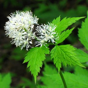 red-baneberry-flower