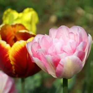 tulip-flowers