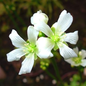 venus-flytrap-flowers