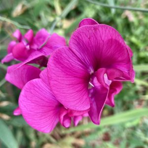 close up photo of deep pink perennial sweet pea flowers