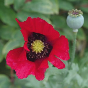photo of red breadseed poppy flower and seed pod