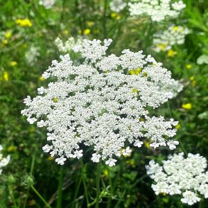 queen-annes-lace-flower-essences
