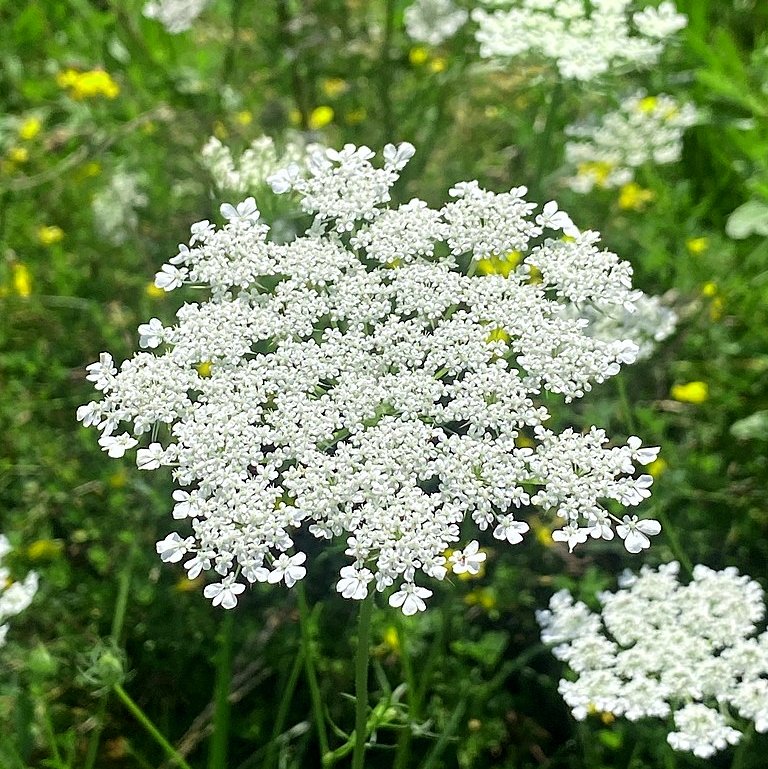 queen-annes-lace-flower-essences