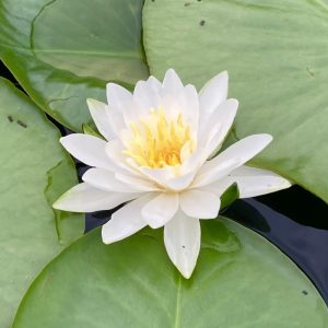 photo of white water lily flower surrounded by green lily pads