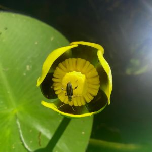 yellow-water-lily-flower