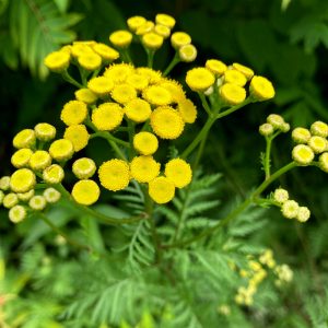 tansy-flower-essence