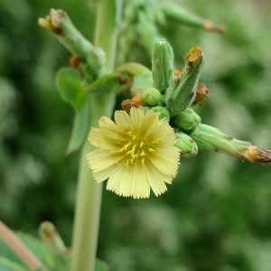 Close up photo of a small yellow flower of wild lettuce