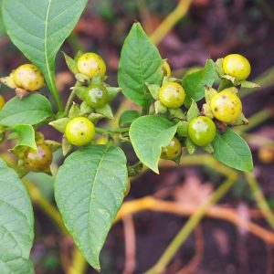 yellow-belladonna