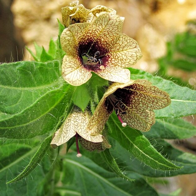 hyoscyamus-niger
