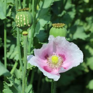 breadseed-poppy-white-pink