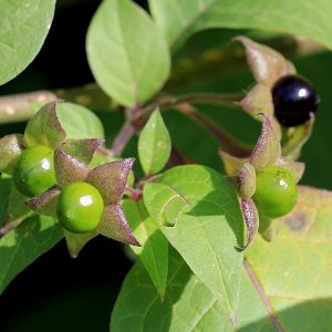 atropa-belladonna