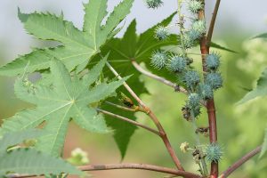 castor-bean