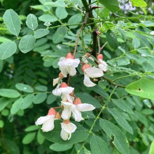 black-locust-flower