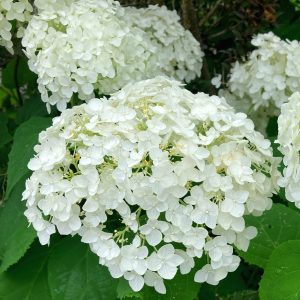 hydrangea