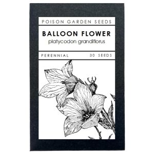 Balloon Flower Seeds