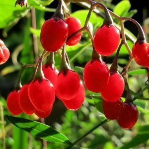 bittersweet-nightshade-berries