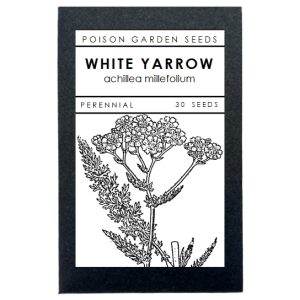 Yarrow Seeds (White)