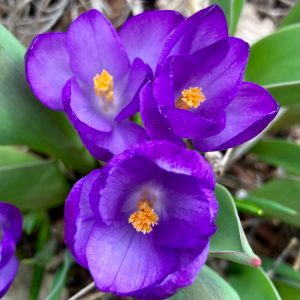 crocus