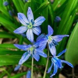 scilla-siberica-flowers
