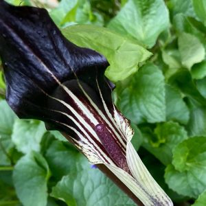 jack-or-jill-in-the-pulpit